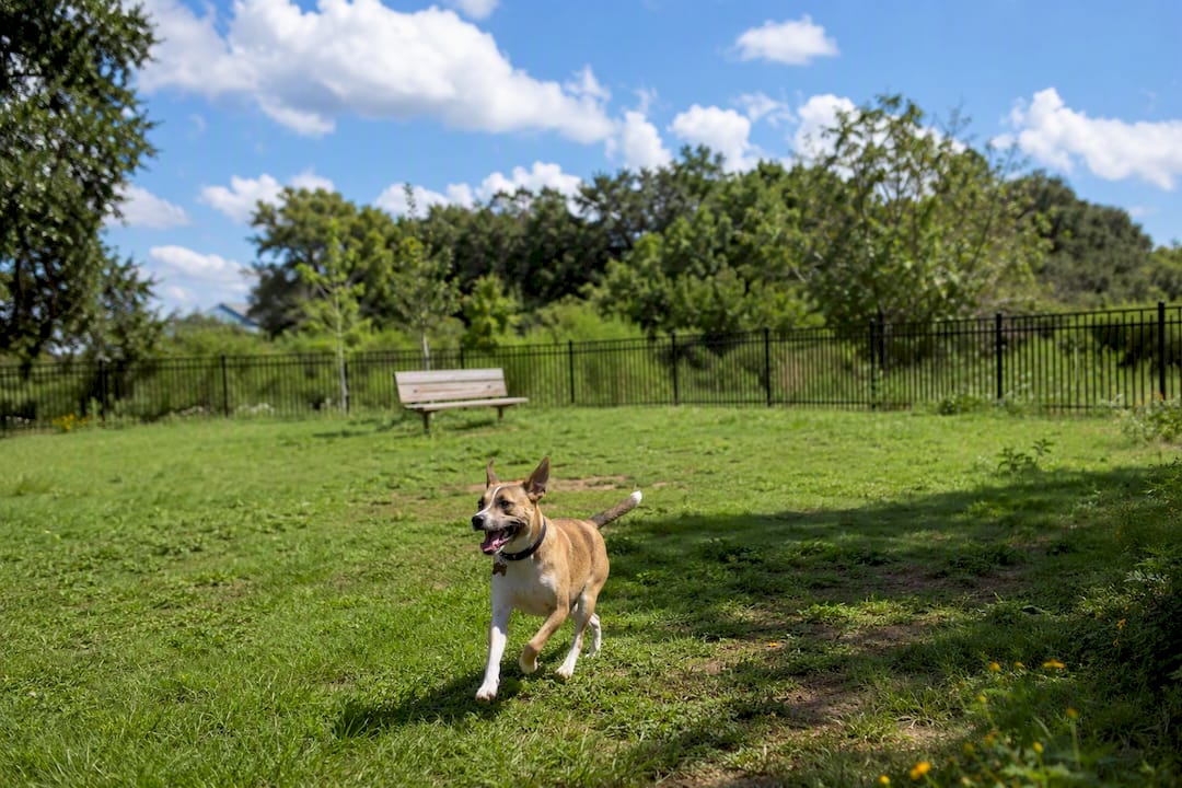 Gulf Shores Pet Travel Guide: Beaches, Stays, and Rules