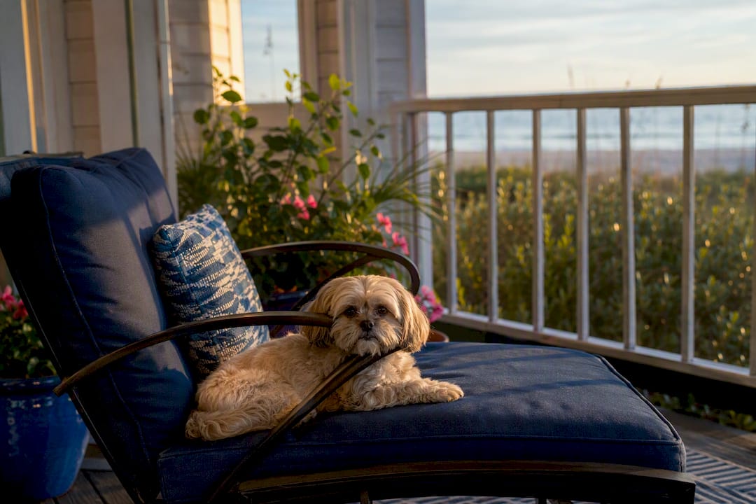 Dog resting on patio at Gulf Shores pet-friendly rental