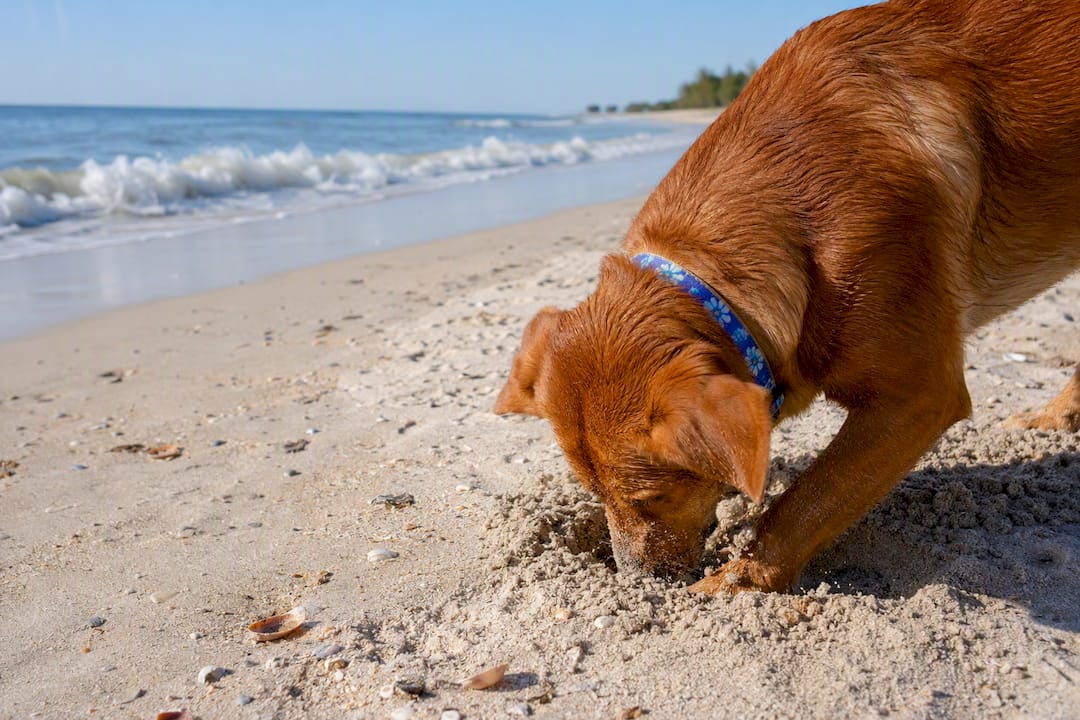 Dog drinking water in shaded area