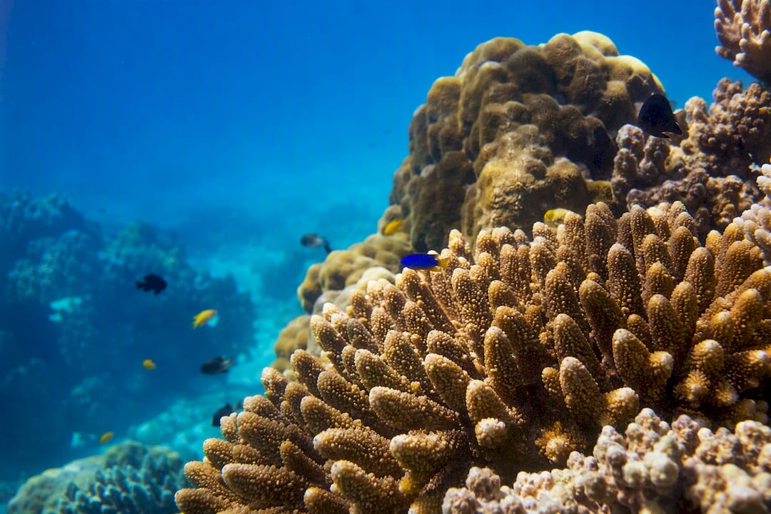 Healthy coral reef and fish