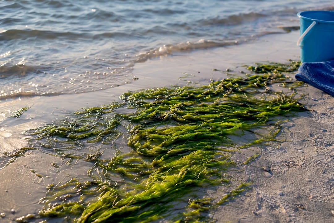 Michigan Travelers, Expect June Grass on Gulf Shores in July