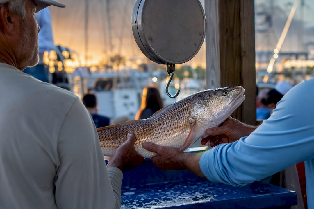 Angler weighing fish at Destin harbor