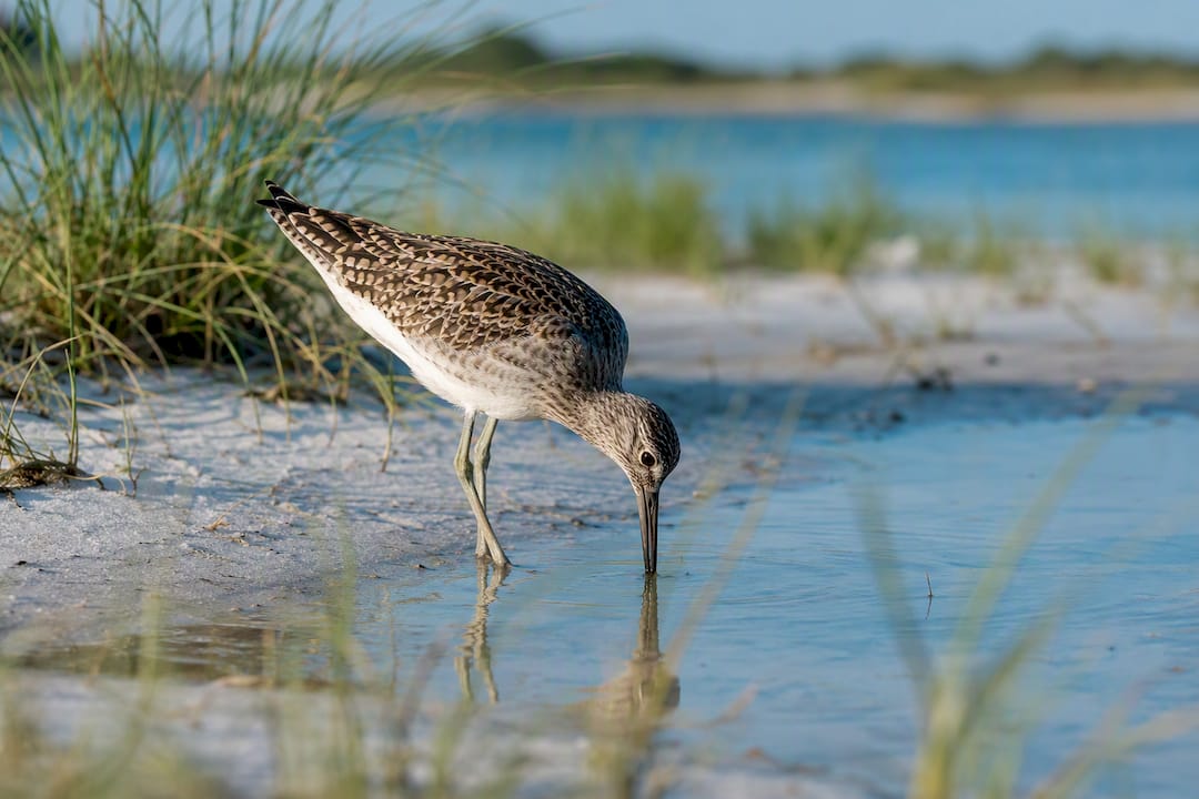 Migratory shorebird at Bon Secour refuge