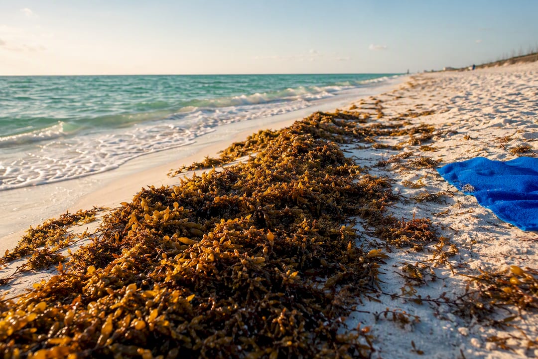 Panama City Beach Has Seaweed: 3 Quick Ways to Avoid It