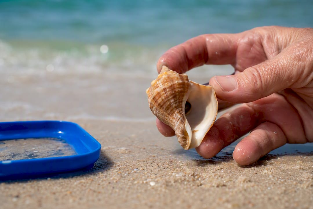 Hand checking whelk shell for life