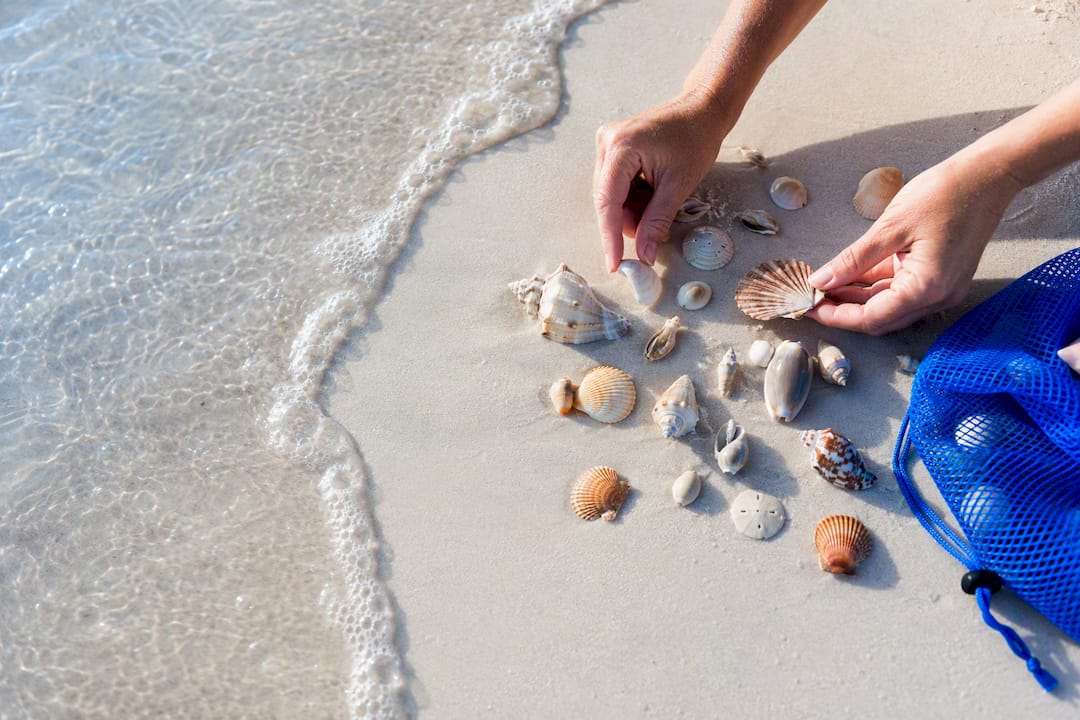 Shelling in PCB: 90 Minutes Before Low Tide for Best Finds