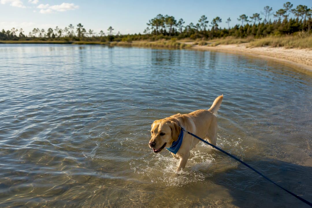 Skip $100–$500 Fines: Dog Rules for Kentuckians at Orange Beach Condos