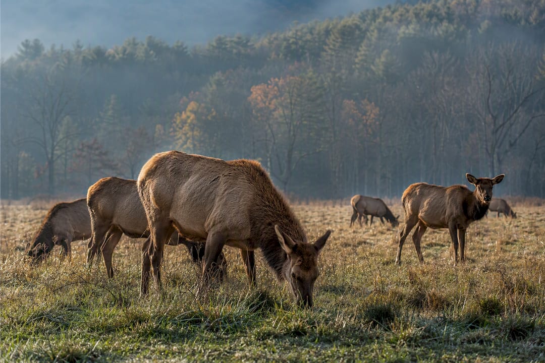 Elk grazing in a Cades Cove meadow