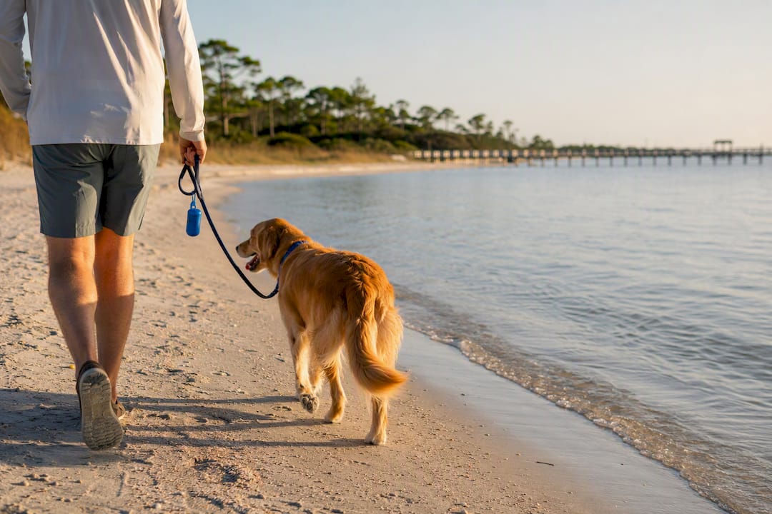 8–11 Hour Drive From Arkansas: Where Dogs Are Allowed Near Gulf Shores