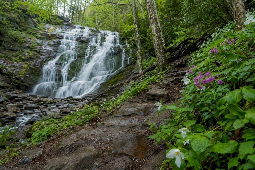 Spring waterfall beside Smoky Mountains wildflowers