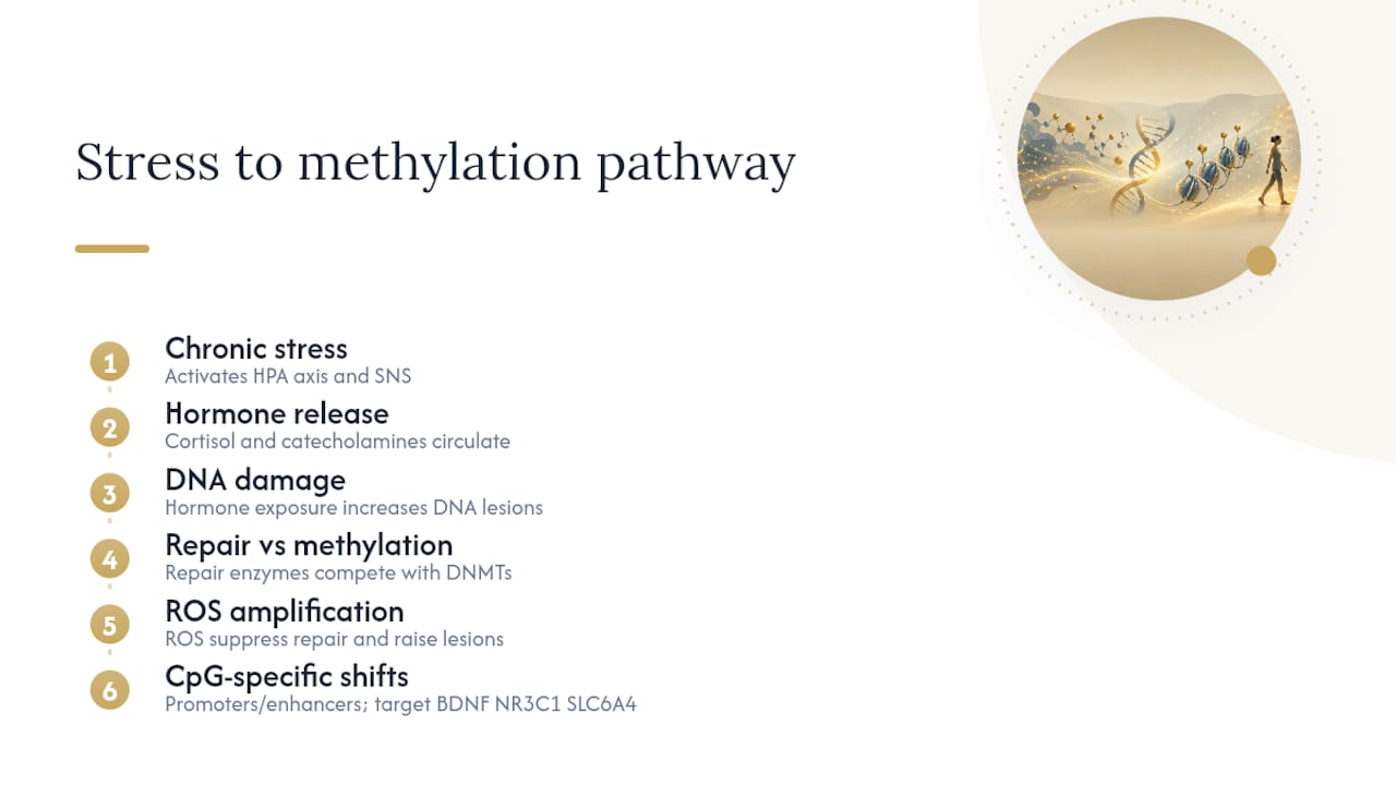 What biological pathways connect chronic stress to methylation changes? — overview diagram