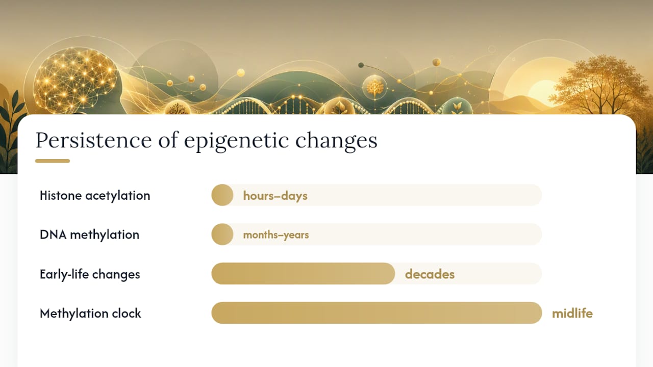 How long do epigenetic changes last, and can they be passed to your children? — overview diagram