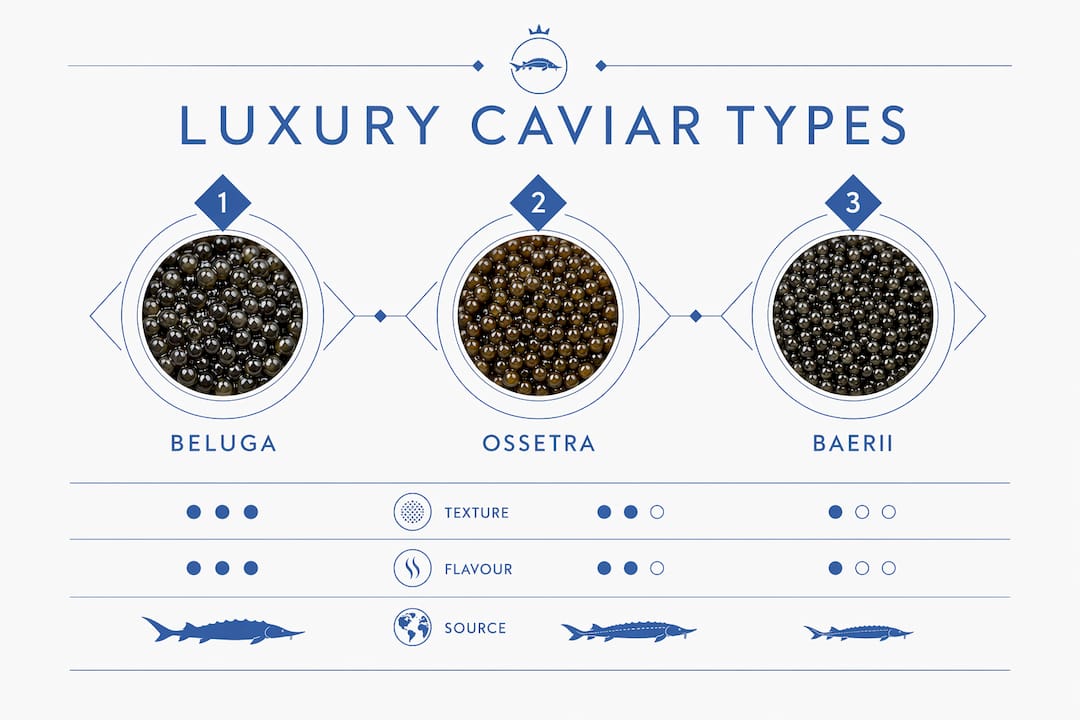 Infographic comparing luxury caviar types and characteristics