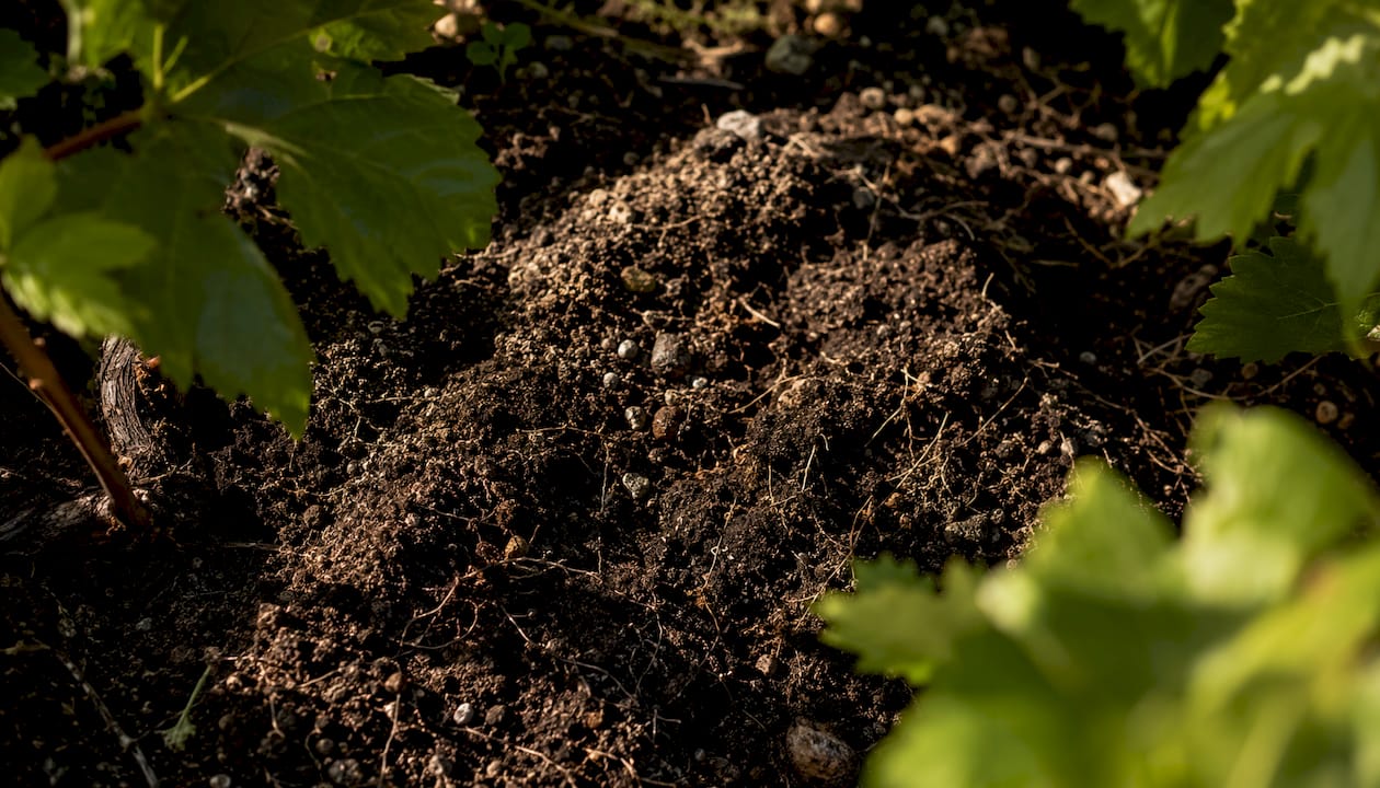 Close-up of vineyard soil texture with grapevine