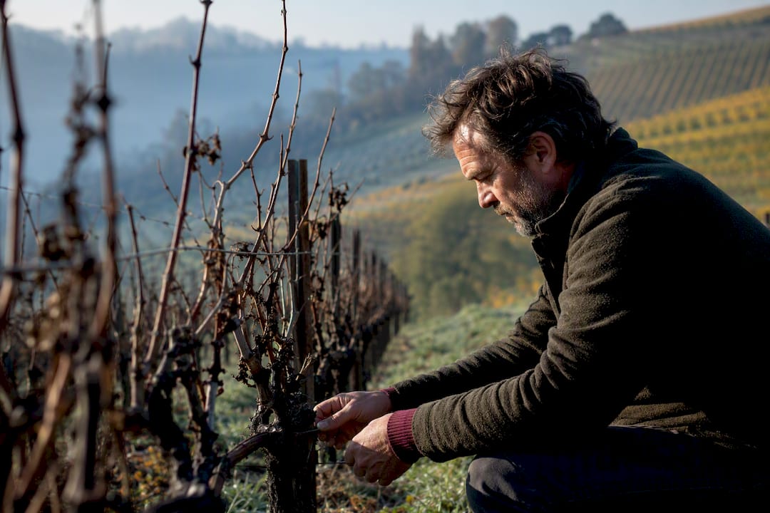 Vineyard rows showing contrasting climate conditions