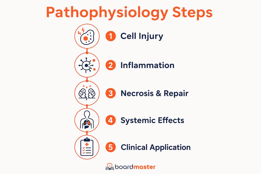 Infographic showing pathophysiology key process steps