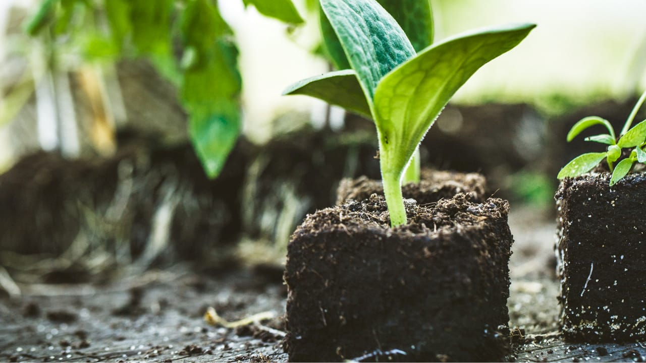 Infographic showing key planting steps