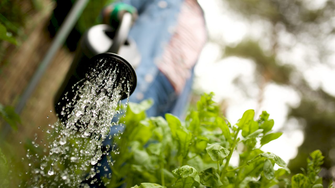 Elderly man watering plants in garden