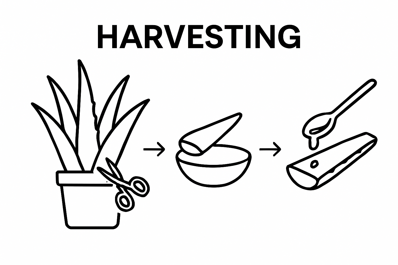 Infographic showing aloe vera harvesting and gel extraction steps