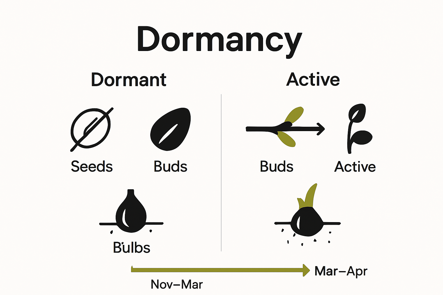 Infographic comparing seed, bud, and bulb dormancy