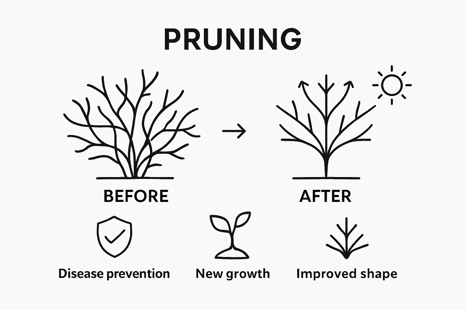 Infographic before-after pruning effects