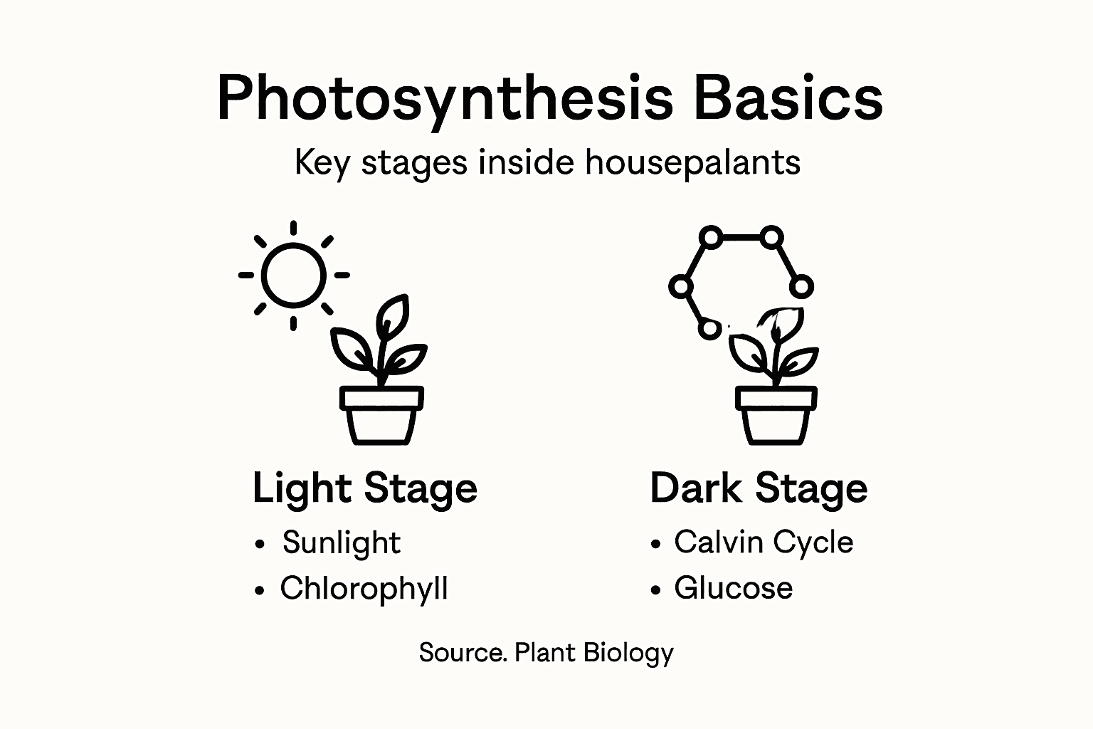 Infographic outlining stages of photosynthesis