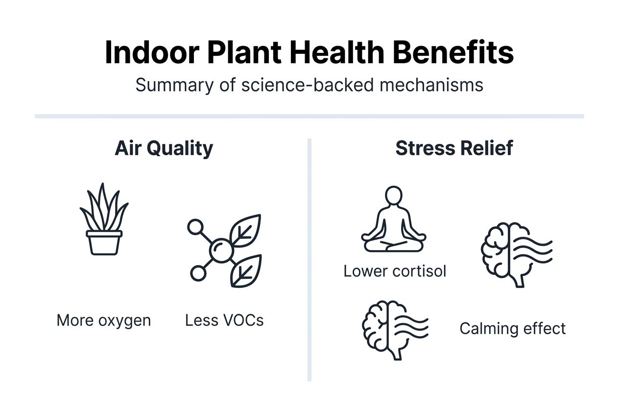 Infographic showing indoor plant health mechanisms