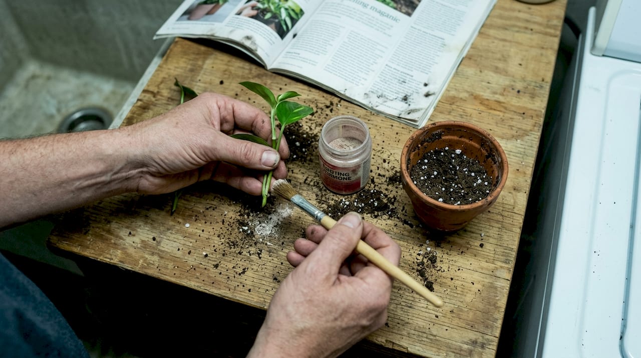 Hands applying rooting hormone to plant cutting