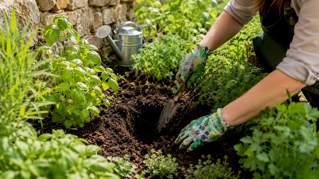 Hands digging to measure watering depth in garden soil