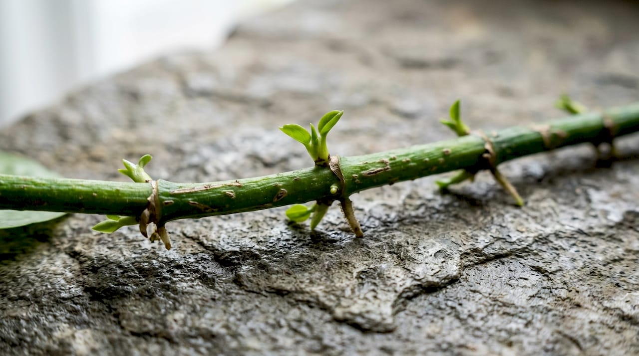 Close-up of plant stem nodes with root buds
