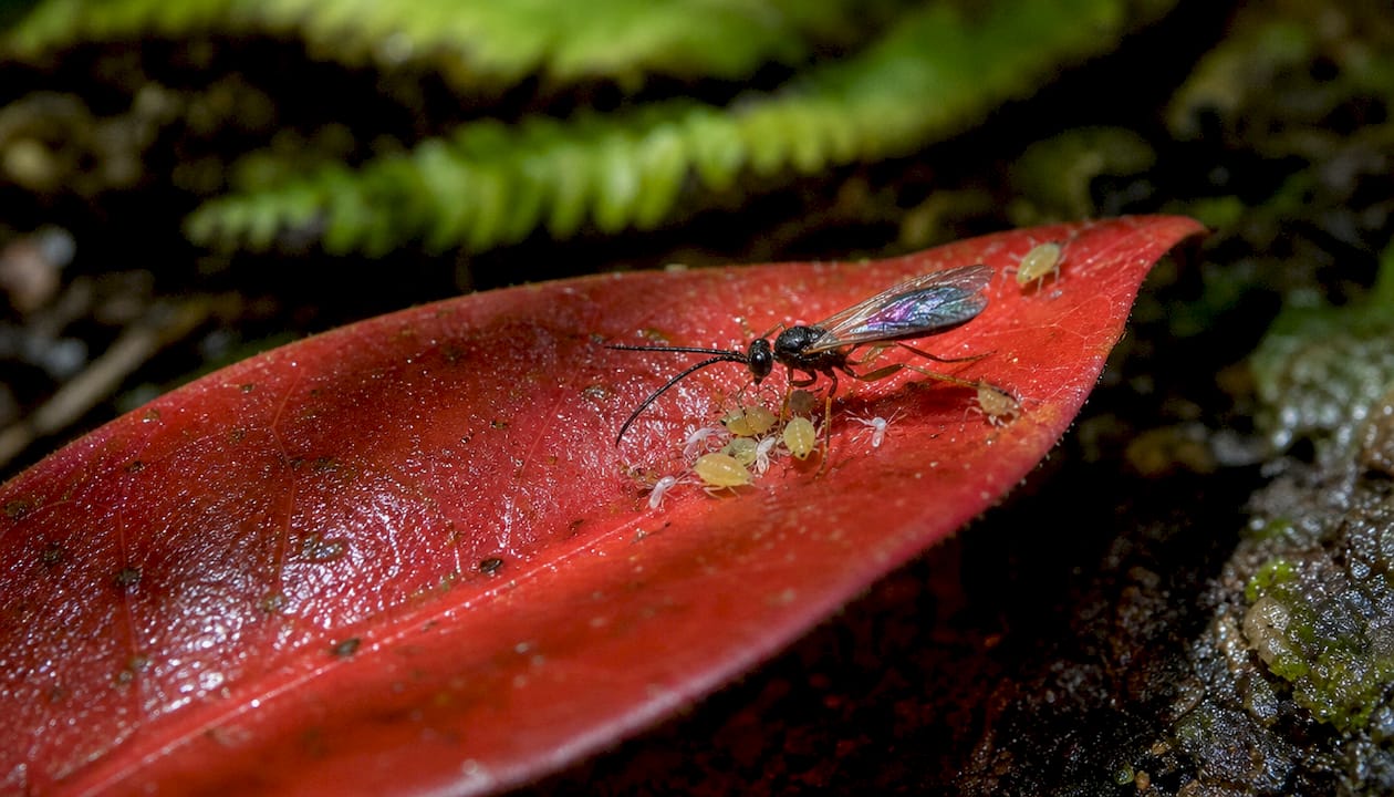 Close-up of parasitoid wasp with aphids on leaf