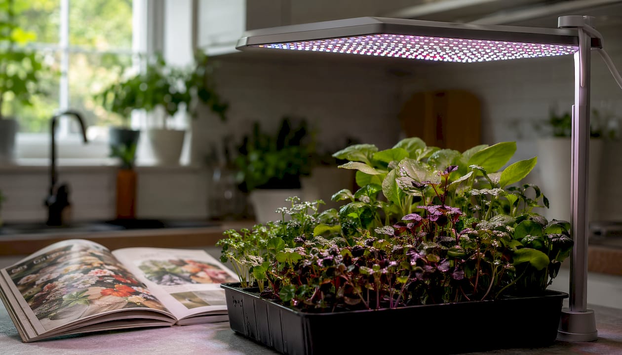 Full spectrum LED panel over seedlings indoors