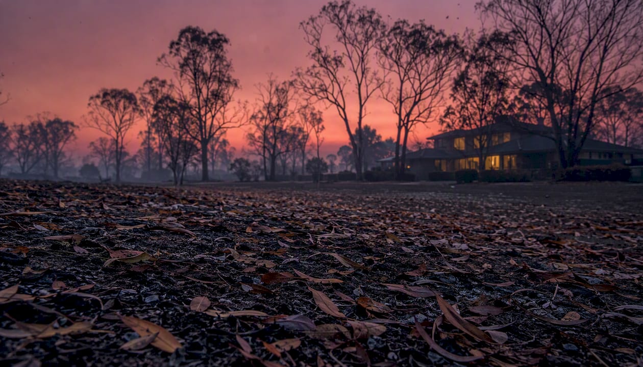 Eucalyptus leaves in smoky bushfire-affected air