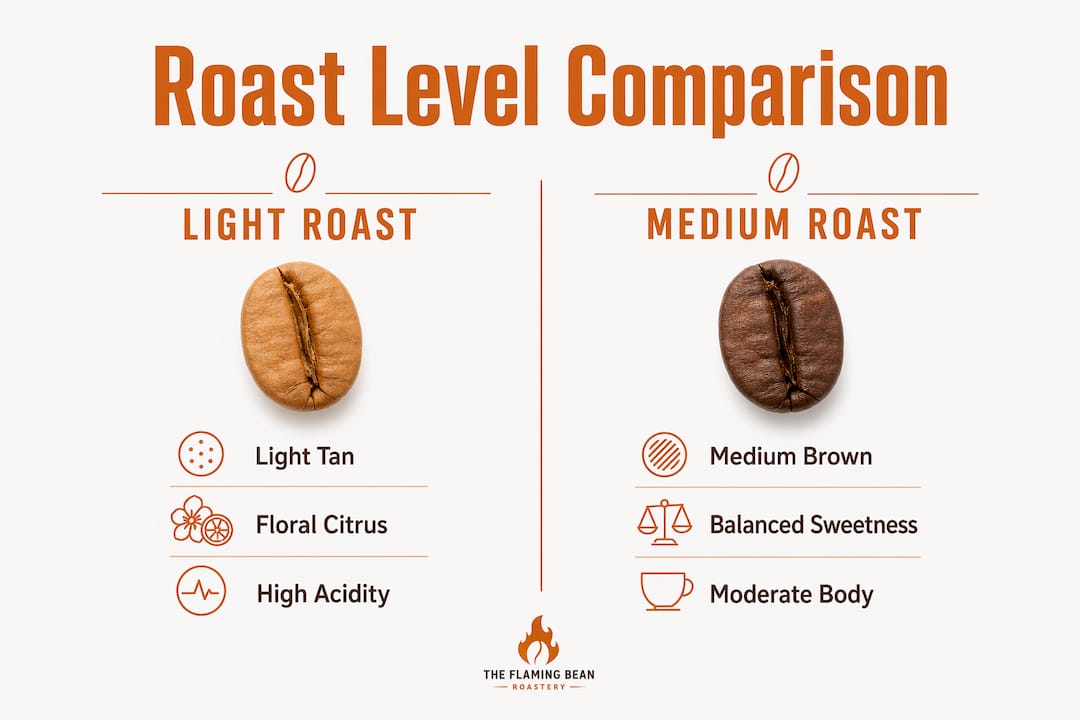 Infographic comparing light and medium coffee roasts