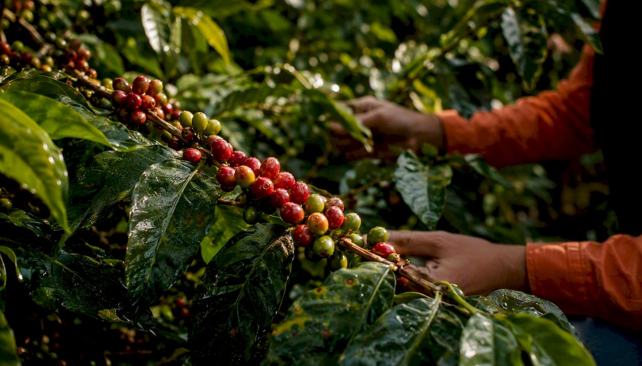 Close-up of coffee cherries at different ripeness levels