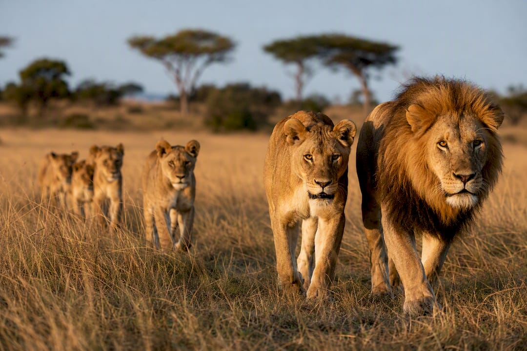 Lion pride moving together across grassland