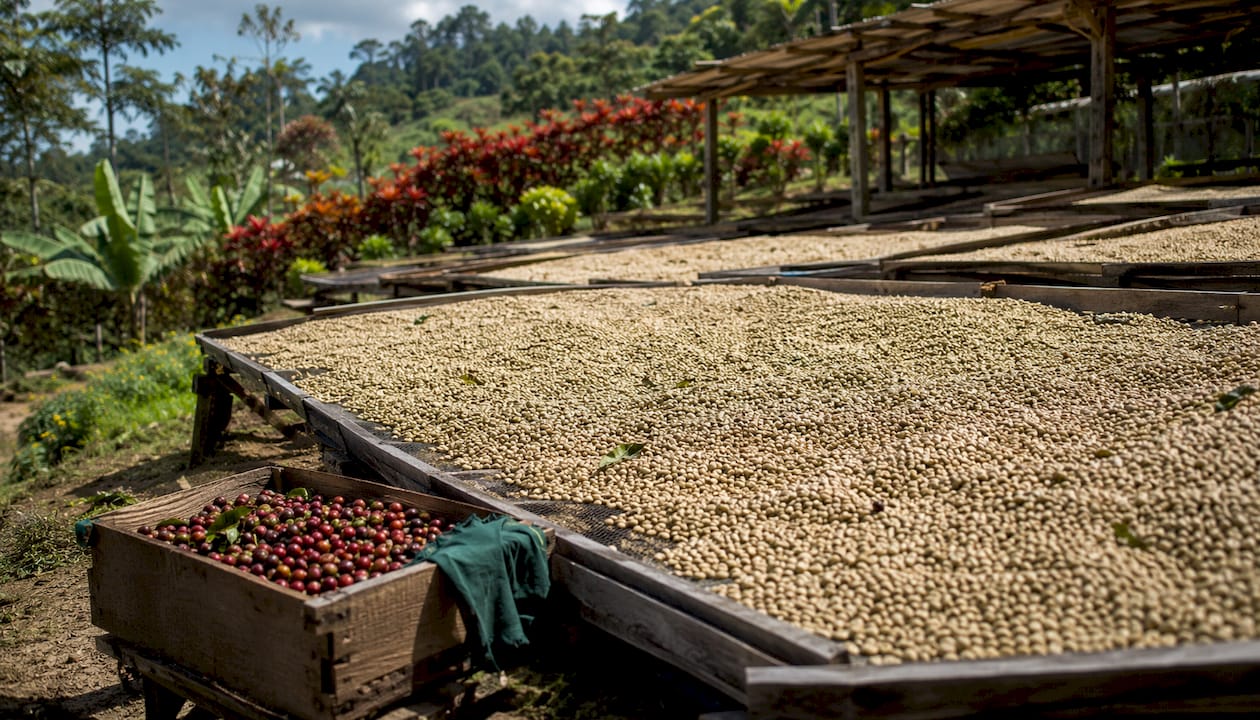 Green coffee beans drying in sun outdoors
