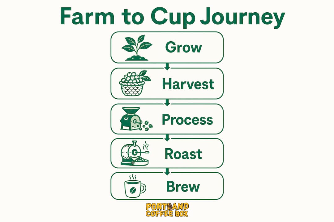 Infographic showing farm to cup coffee journey