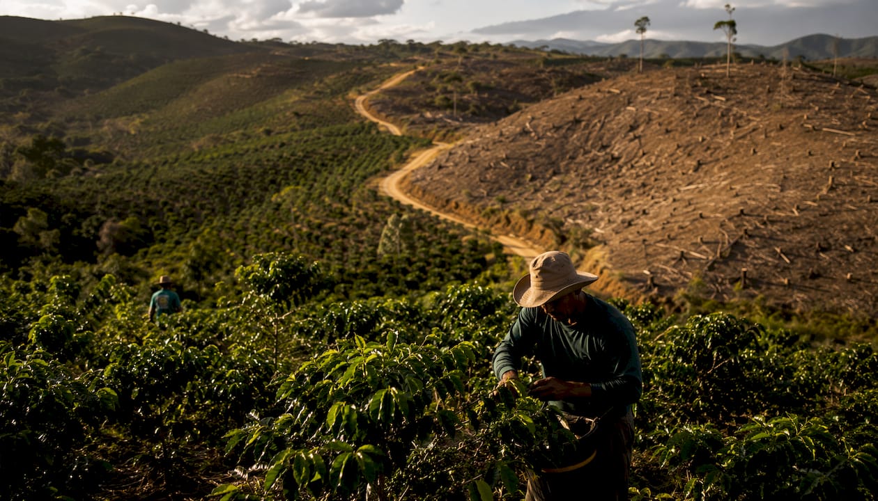 Aerial view of coffee farming deforestation