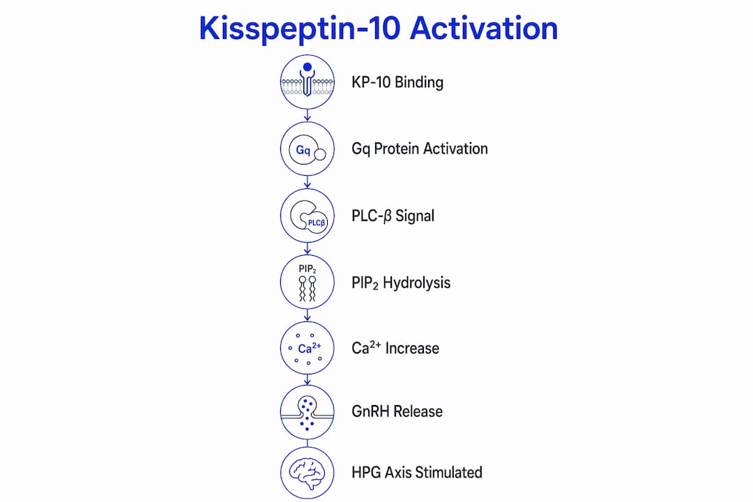 Infographic showing kisspeptin-10 activation flowchart