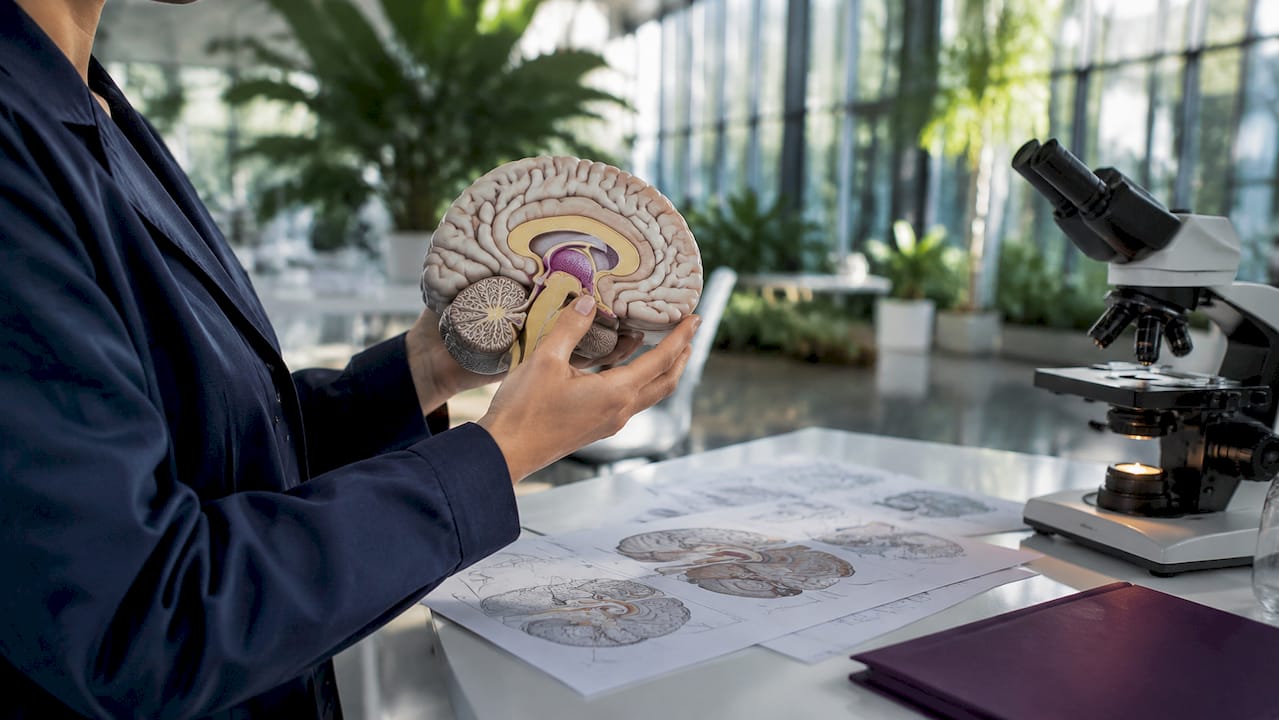 Hands holding model brain showing limbic system