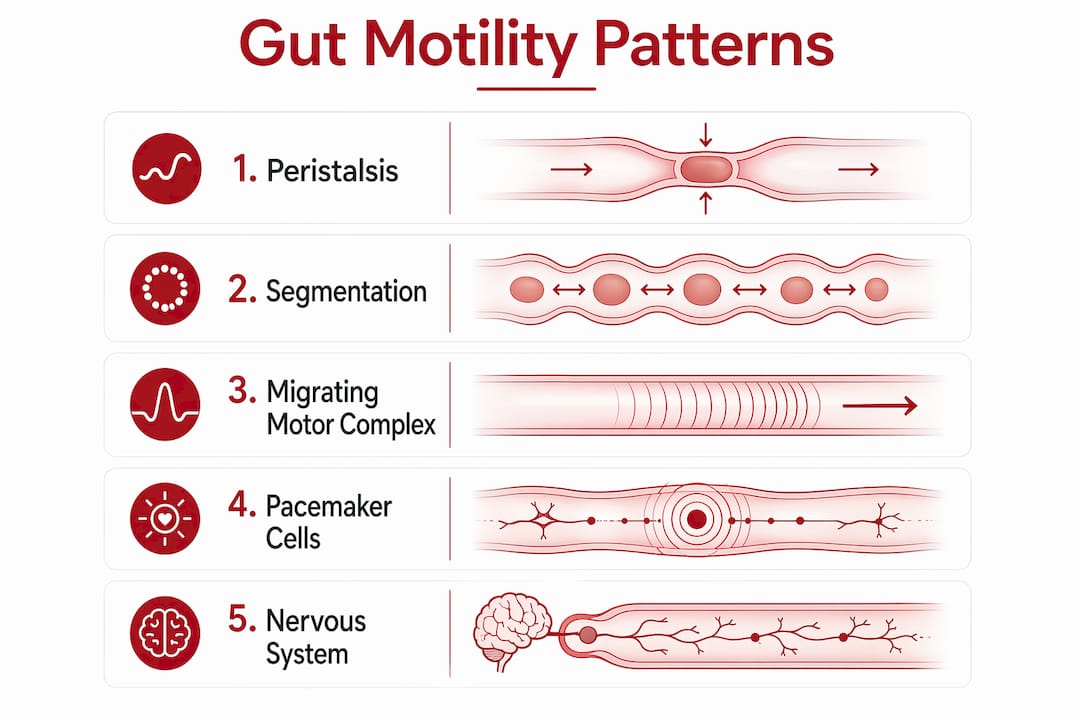 Infographic depicting gut motility patterns and mechanisms