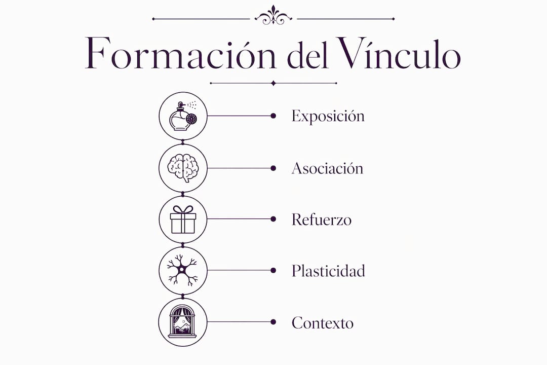 Infografía: cómo se crea un lazo emocional a través de una fragancia