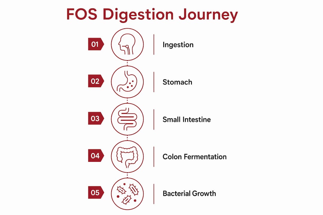 Infographic showing stages of FOS digestion process