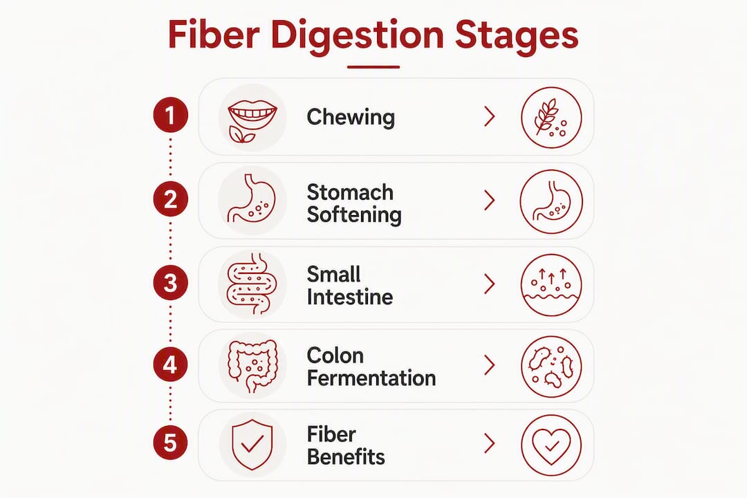 Infographic showing stages of fiber digestion