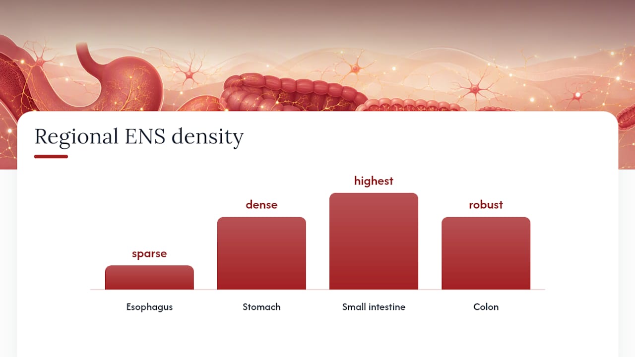 Diagram of ENS regional variation along the gut