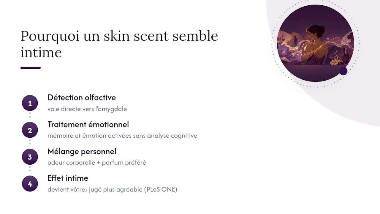 Schéma des différentes évolutions d’un parfum sur la peau