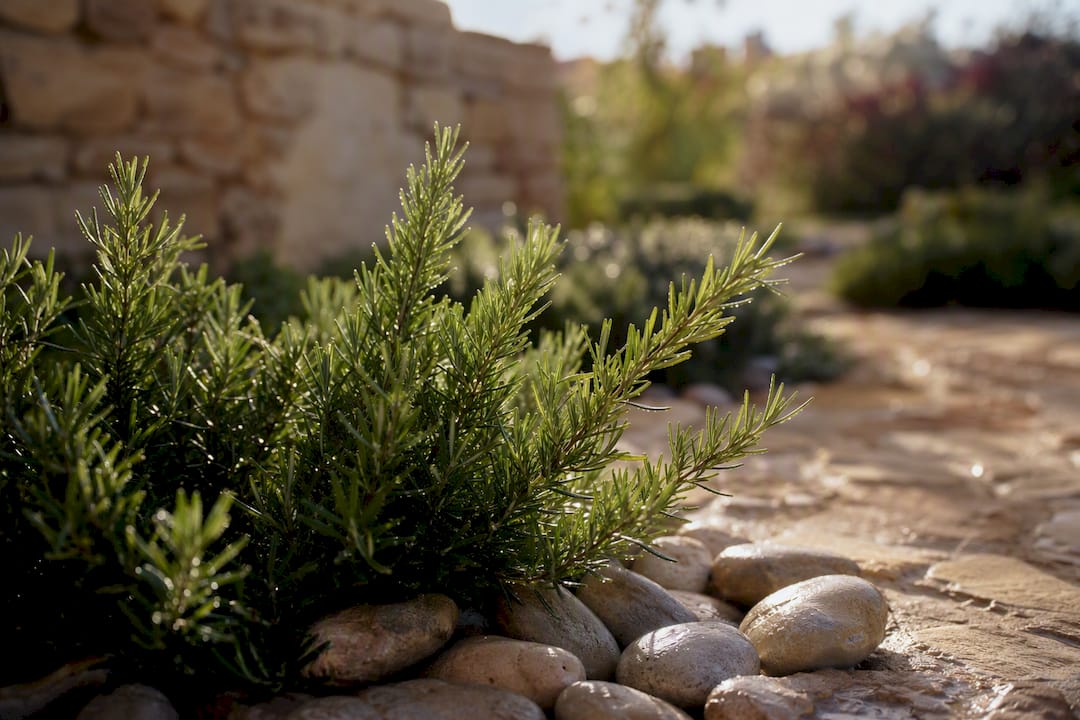 Close-up of rosemary branch in sunlight
