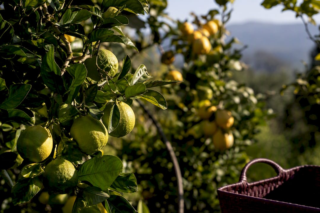 Green and ripe bergamot fruit on branches