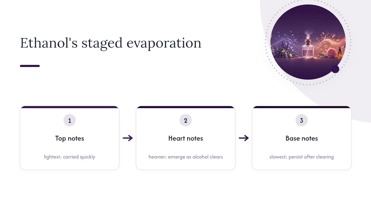 Ethanol evaporation and perfume note stages